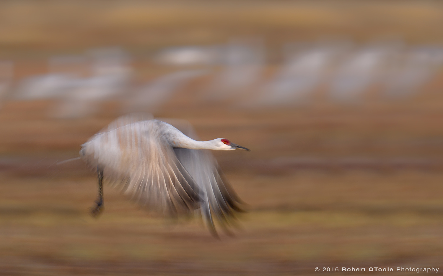 Sandhill Crane Flying at 1/40th s