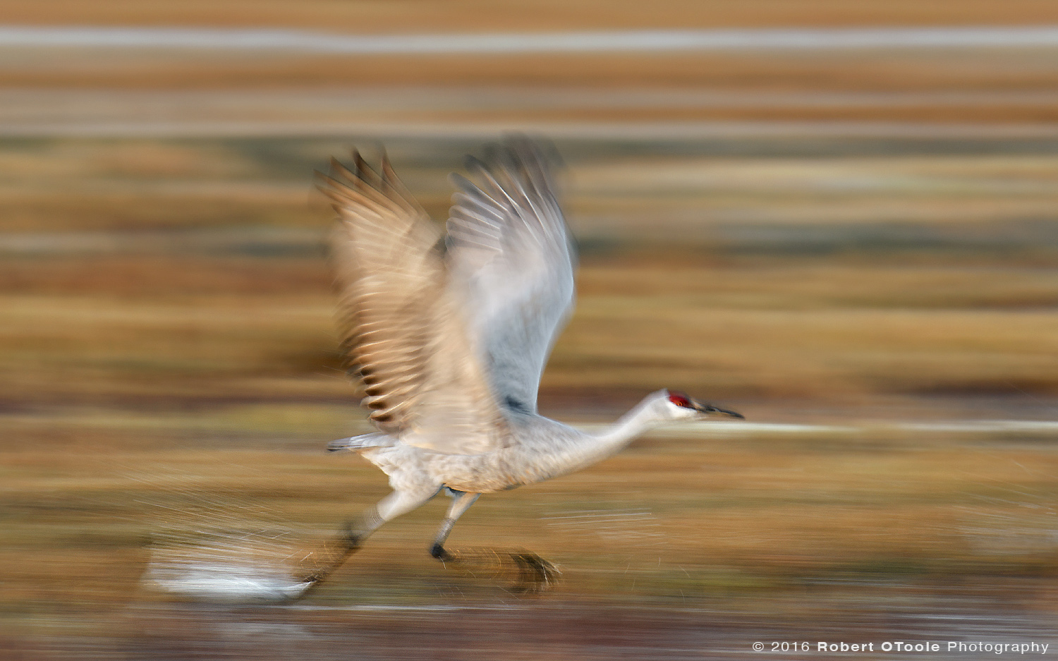 Sandhill Crane Running Take off with Fall Colors at 1/40th s