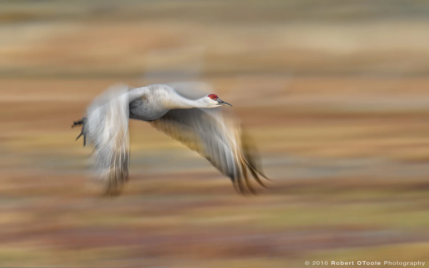 Sandhill Crane Flying at 1/25th s