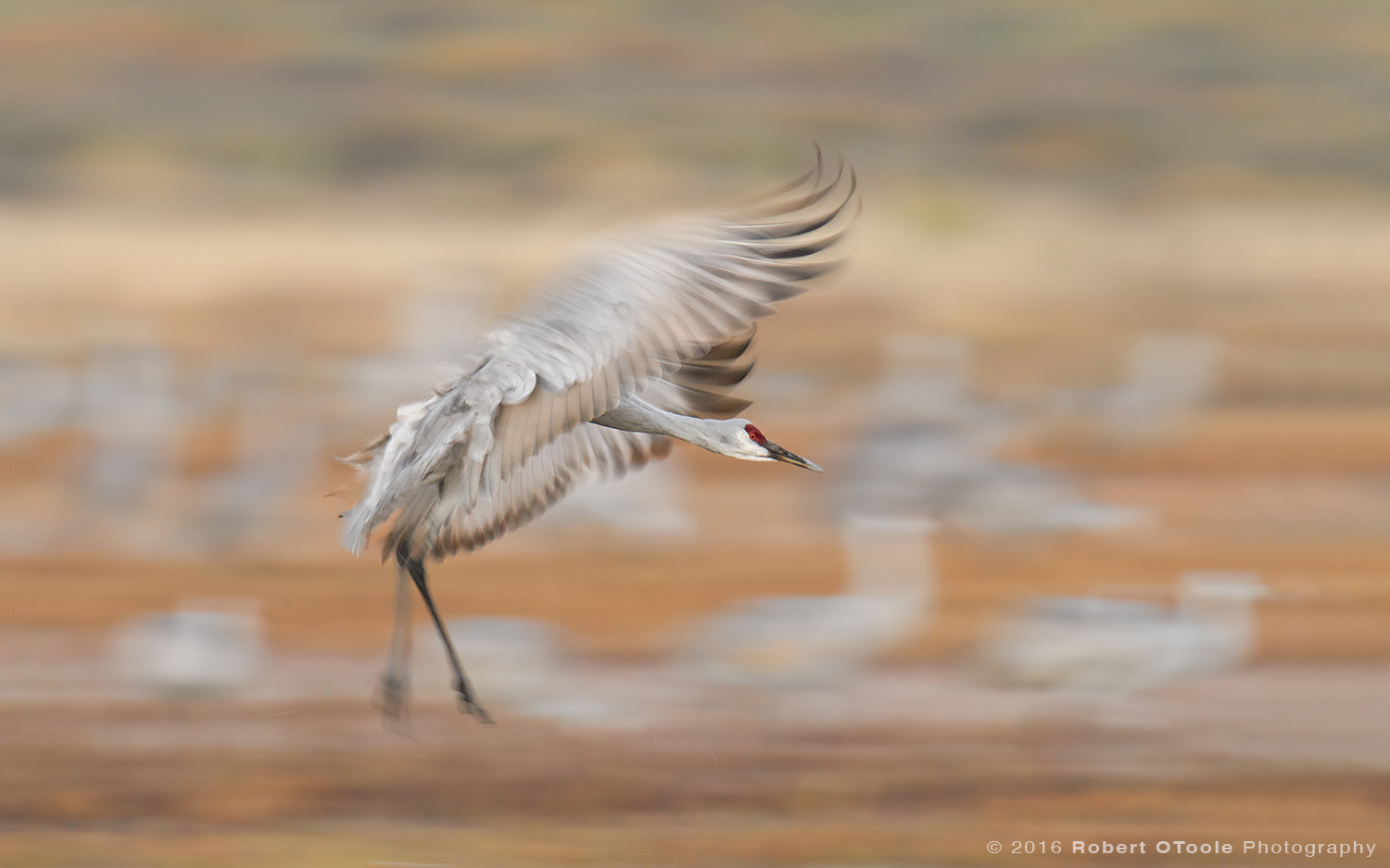 Sandhill Crane Landing at 1/40th S 