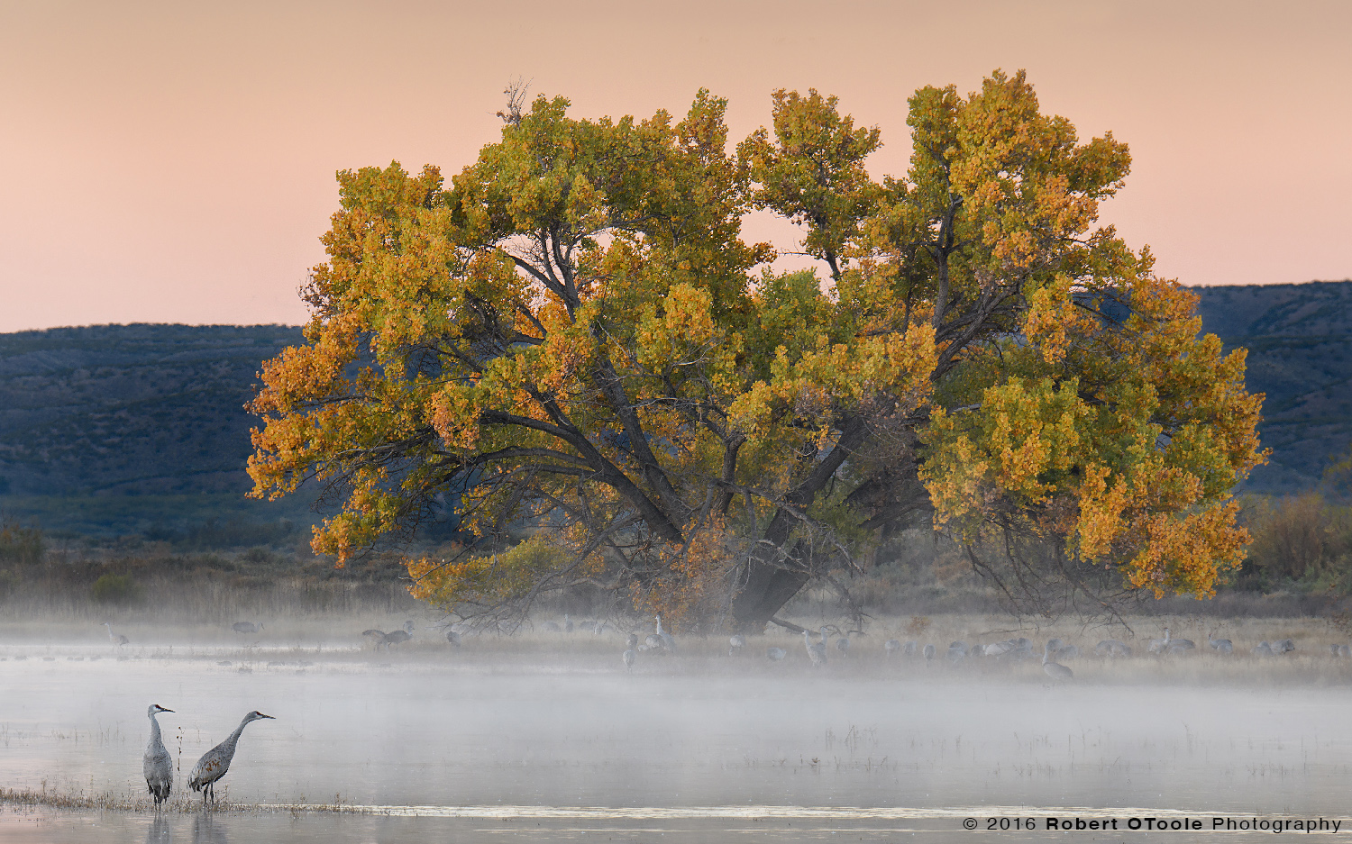 Sandhill Cranes Early Morning about to Take off