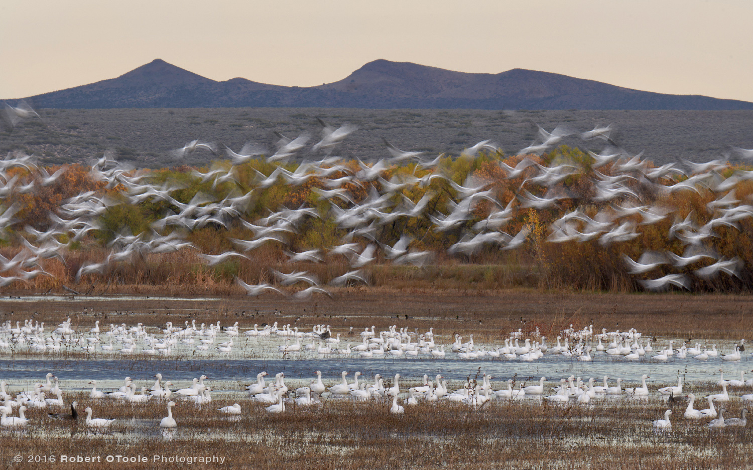 Snow Geese Taking Off at 1/15th s