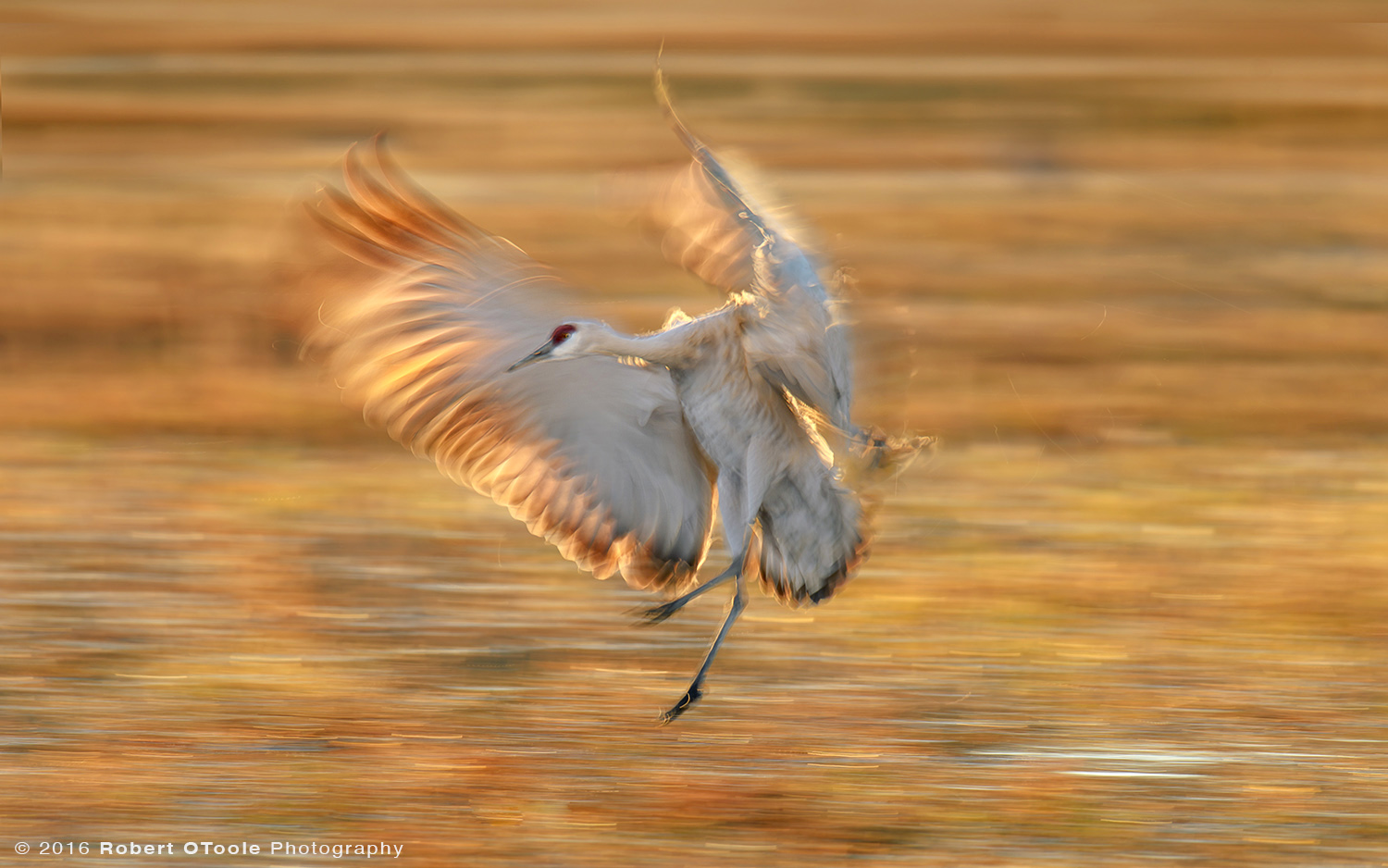 Sandhill Crane Backlit Touching down at 1/25s