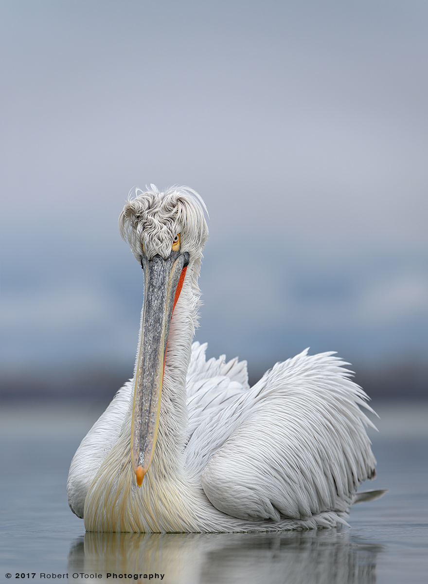 Dalmatian-Pelican-Greece-2538-2017-Robert-OToole-Photography.jpg