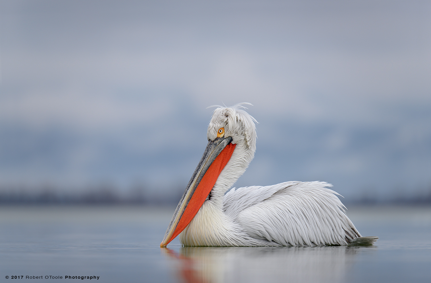 Dalmatian-Pelican-Greece-blue-background-2017-Robert-OToole-Photography.jpg