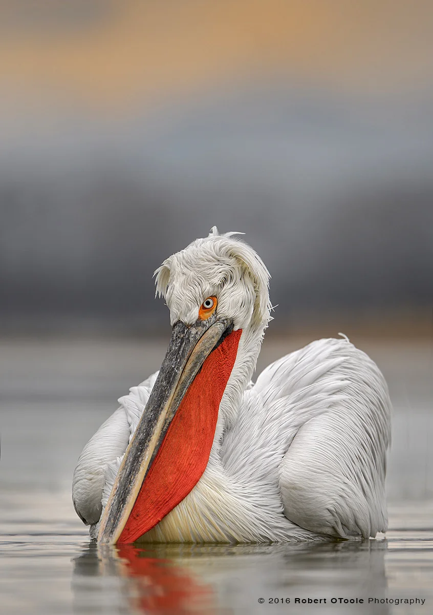 Dalmatian Pelican Tour Report 2017 ??? Robert OToole Photography