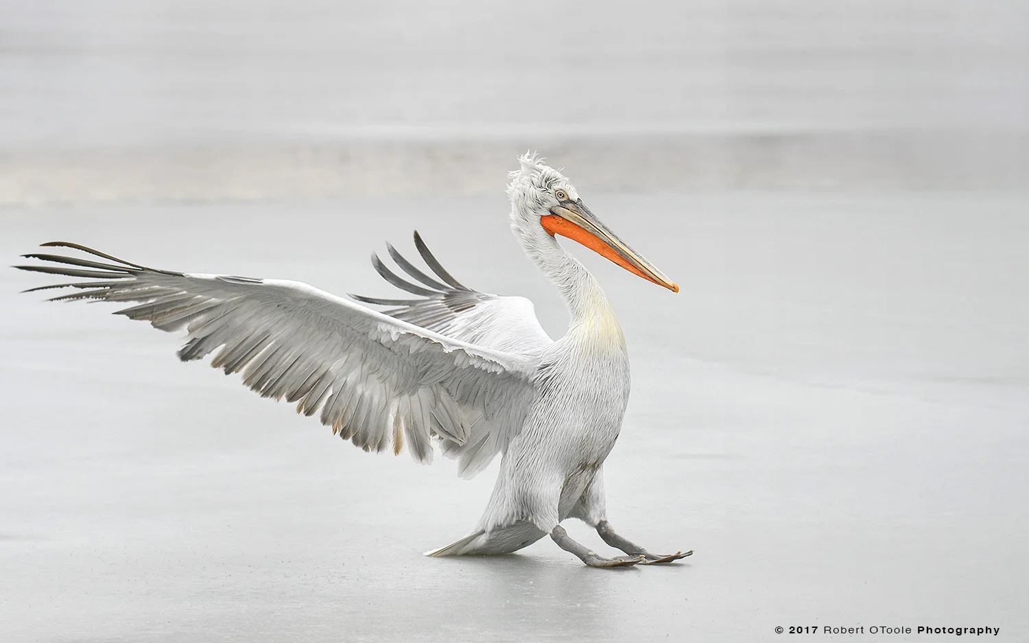 Dalmatian Pelican Skidding on Ice