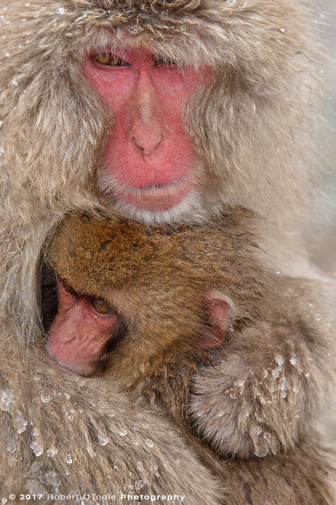 Snow Monkeys Trying to Stay Warm 