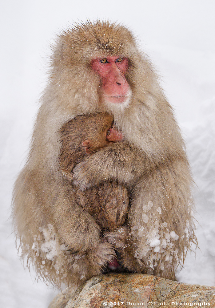 Snow Monkeys Embrace to Keep Warm