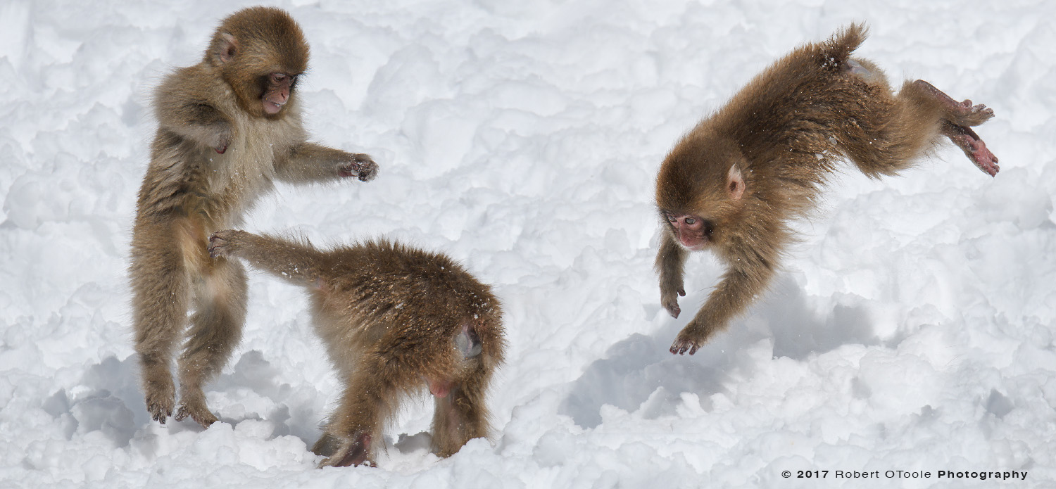 Snow Monkeys Playing in Snow