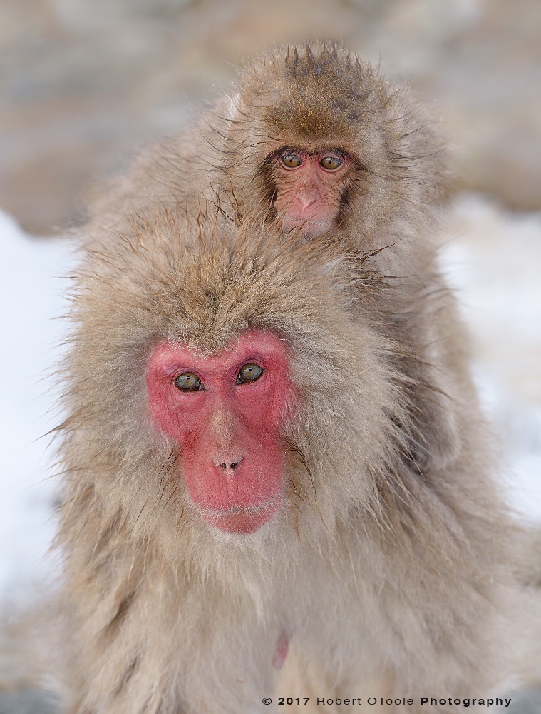 Young Snow Monkey Riding Behind the Neck of an Adult