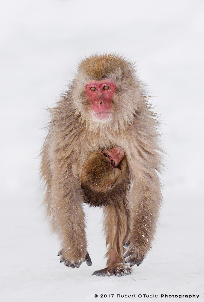 Snow Monkey Running with Infant Clinging to its Chest