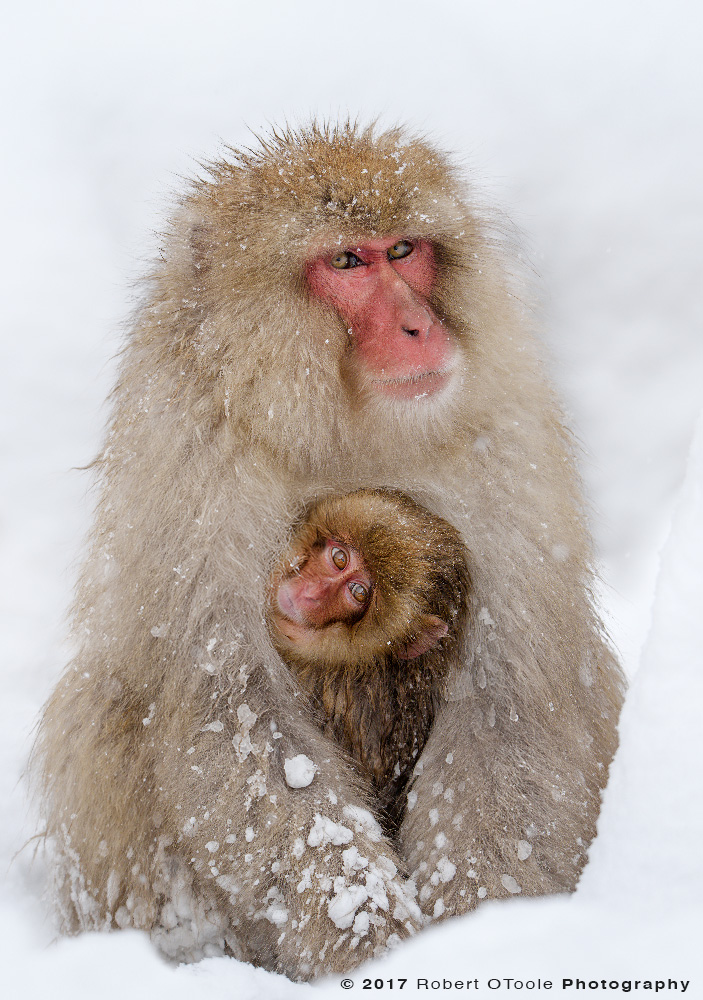 Young Snow Monkey Making Eye Contact