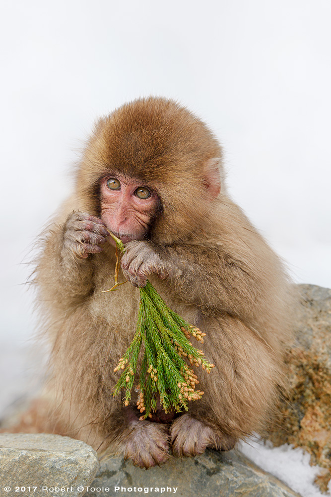 Snow Monkey Snacking on Fresh Spruce Twig