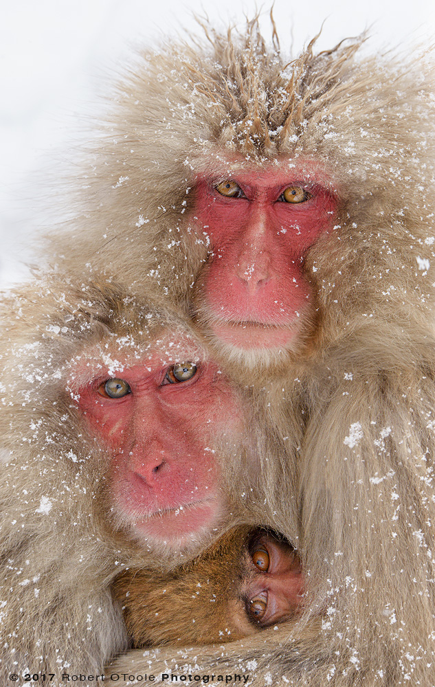 Three Snow Monkeys Cuddling in Snow