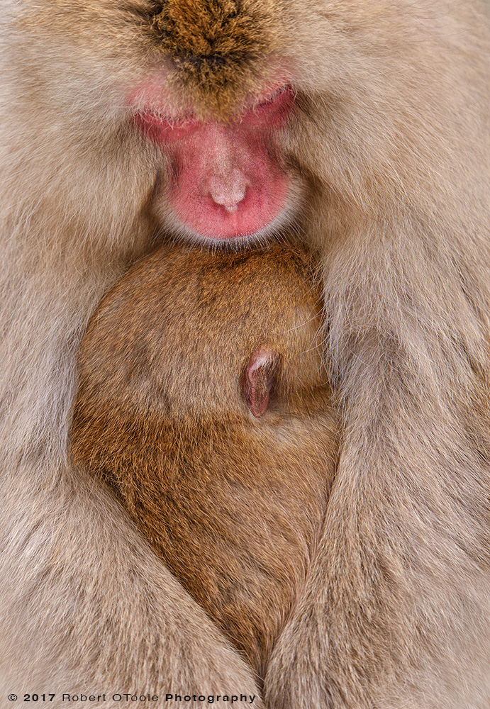 Snow Monkey Infant and Adult Sleepping Together 