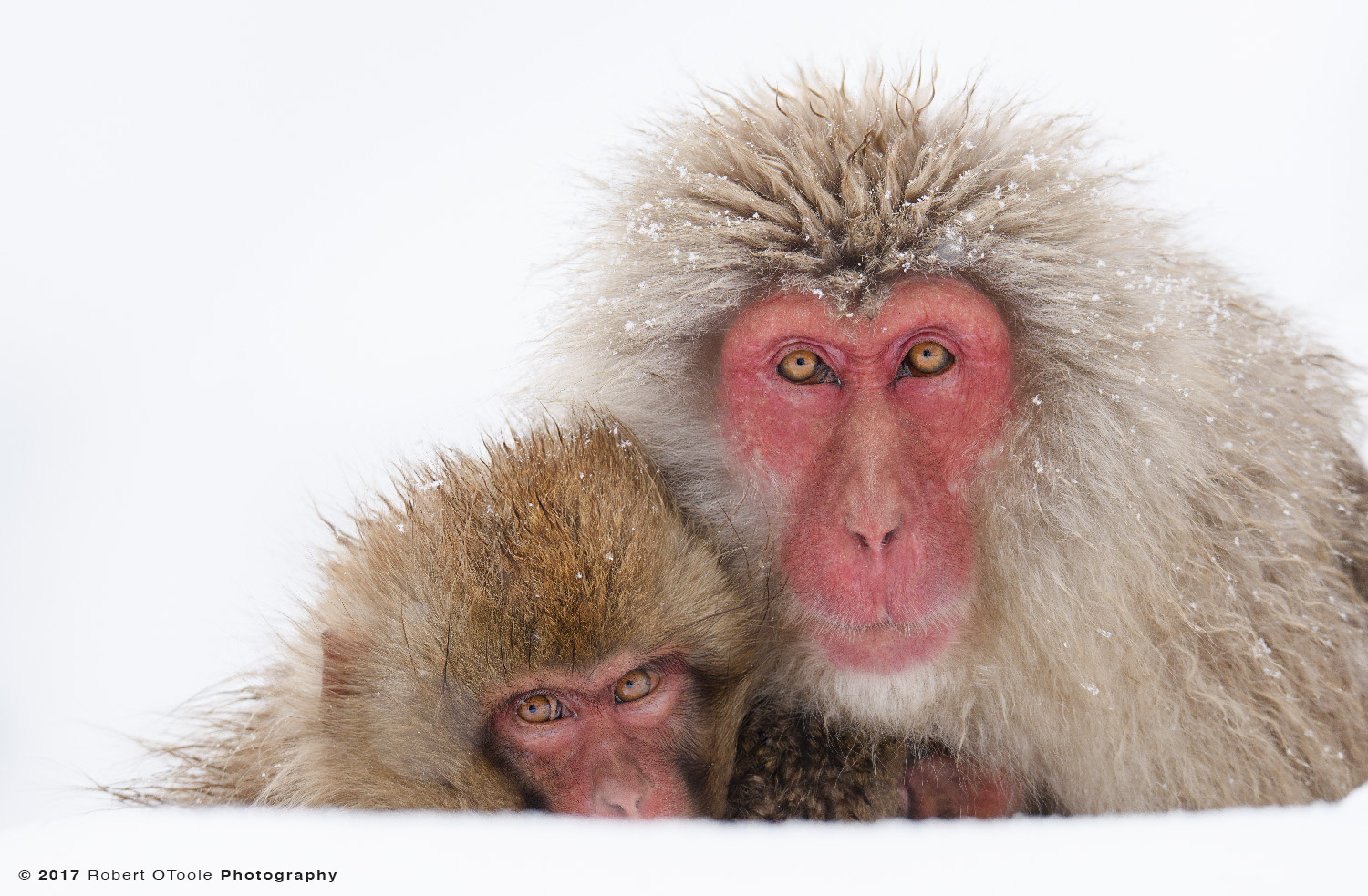 Mature Snow Monkey with Younger Monkeys Looking up in the snow 