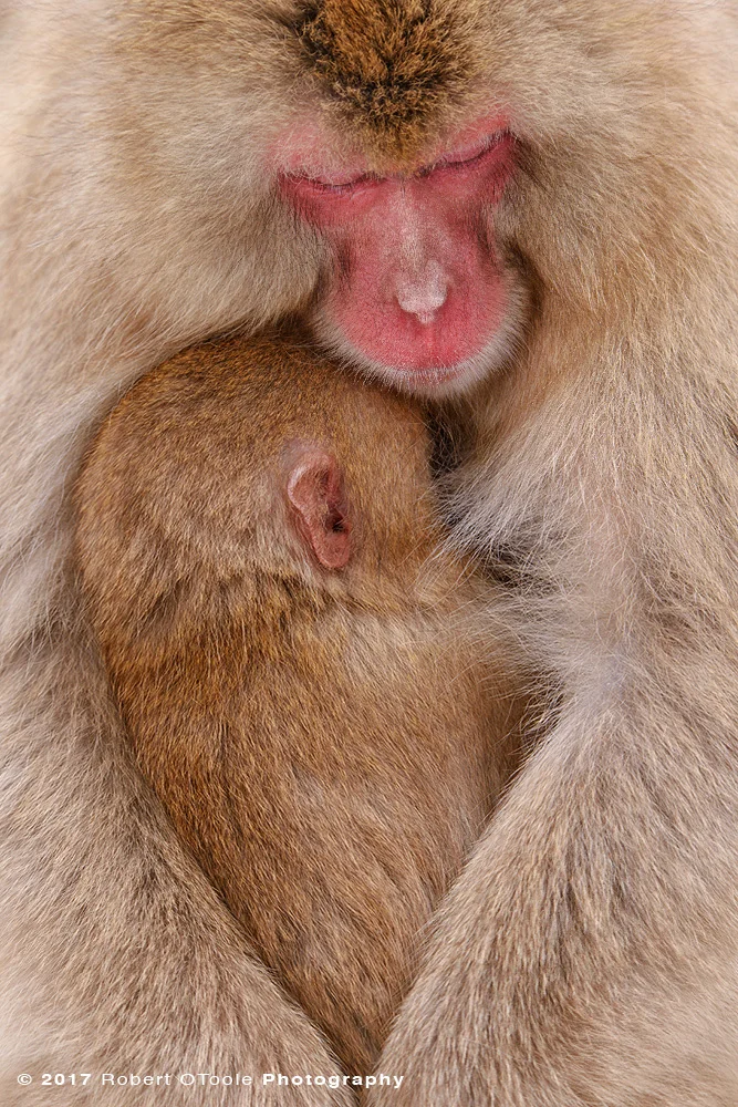 Snow Monkey Sleeping Together Embracing