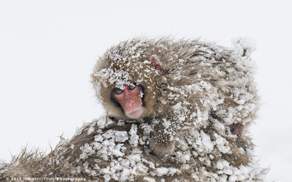 Infant Snow Monkey Riding Bareback After a Blizzard