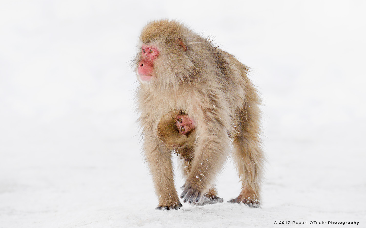 Young Monkey Eye Contact While Clinging to Adults Chest 