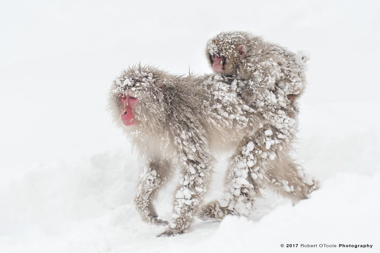 Infant Snow Monkey Riding Adult After a Blizzard