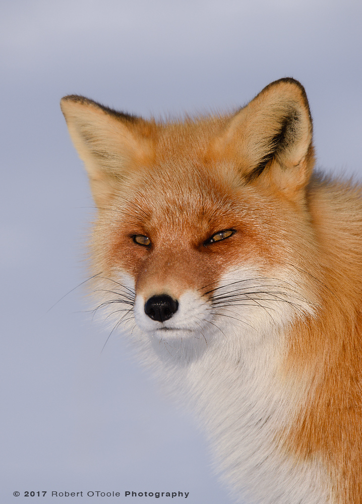 Red Fox Portrait in Perfect Afternoon Light