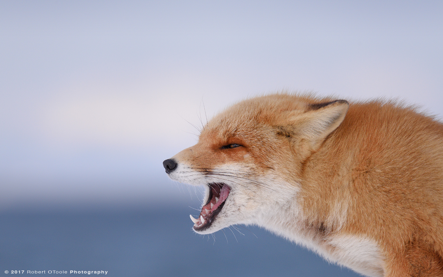 Hokkaido Fox Threat Pose