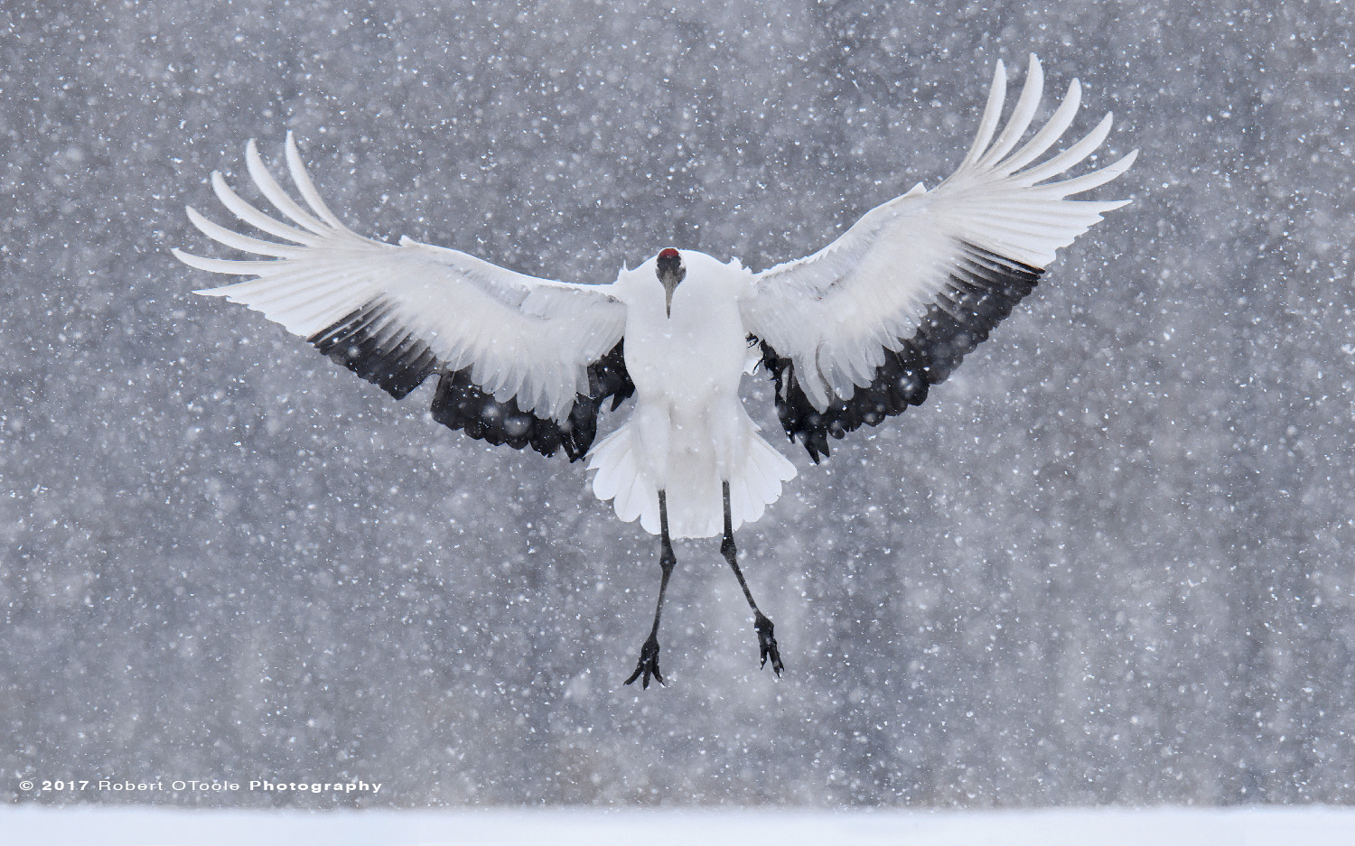 Japanese Red-Crowned Crane Landing in a Snow Storm