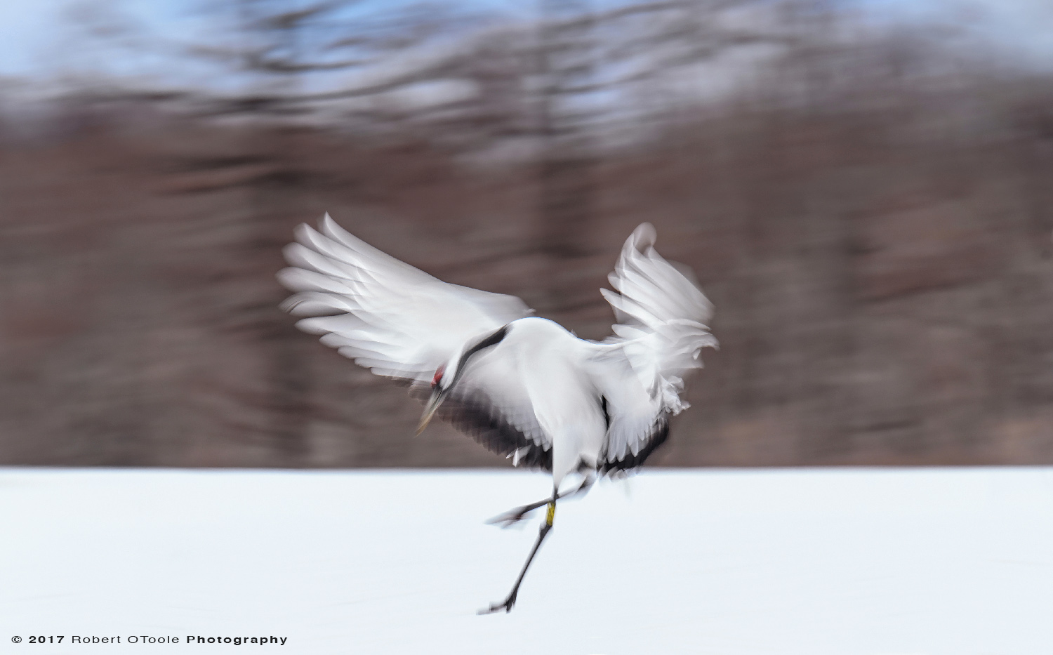 Japanese Red-Crowned Crane Landing at 1/20th S