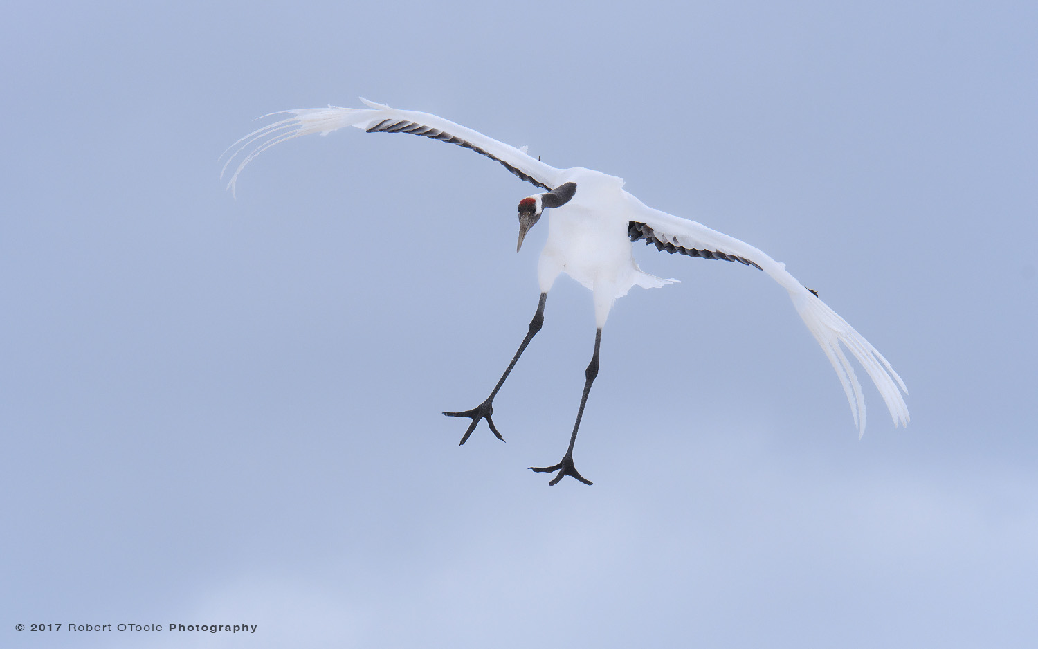 Japanese Red-Crowned Crane Parachuting Against Storm Clouds