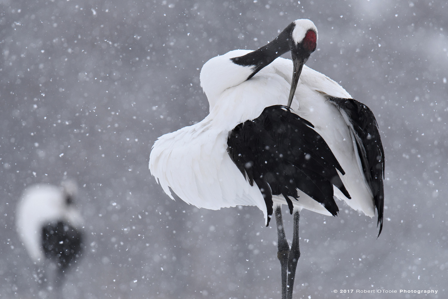 Japanese Red-Crowned Crane Preening in Falling Snow