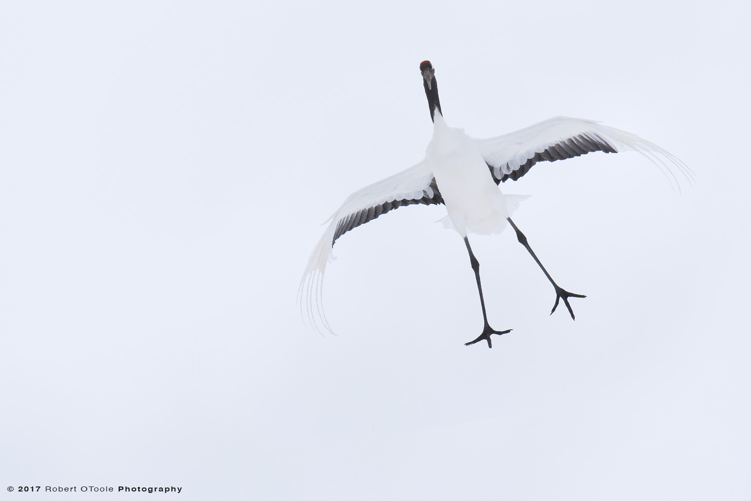 Japanese Red-Crowned Crane Sky Fall Drop