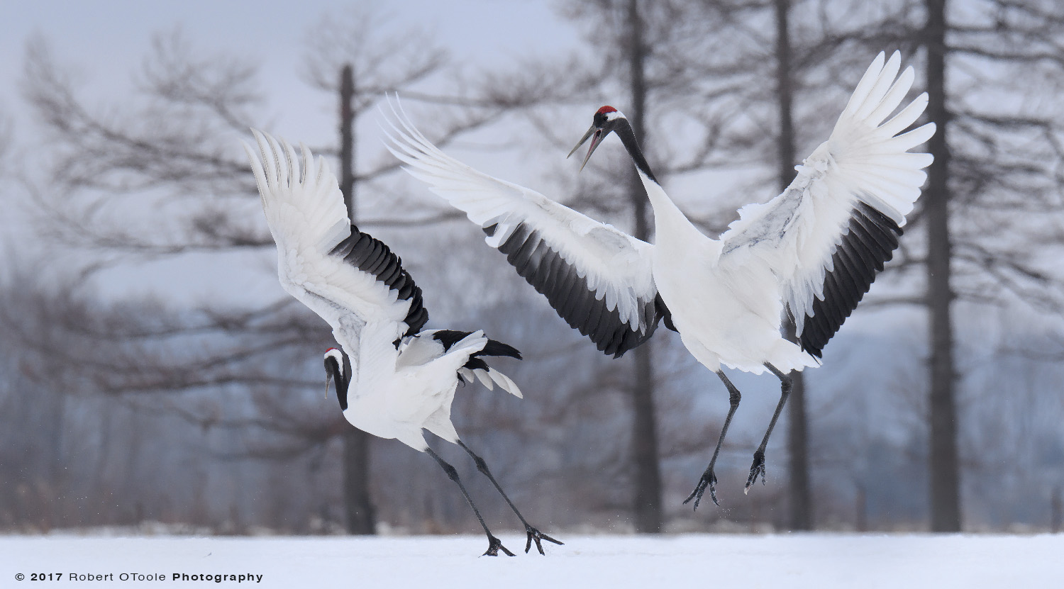 Japanese Red-Crowned Cranes Jumping practice 