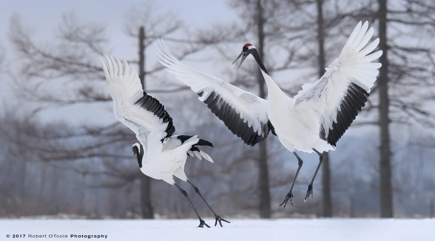 Japanese Red-Crowned Cranes Jumping practice