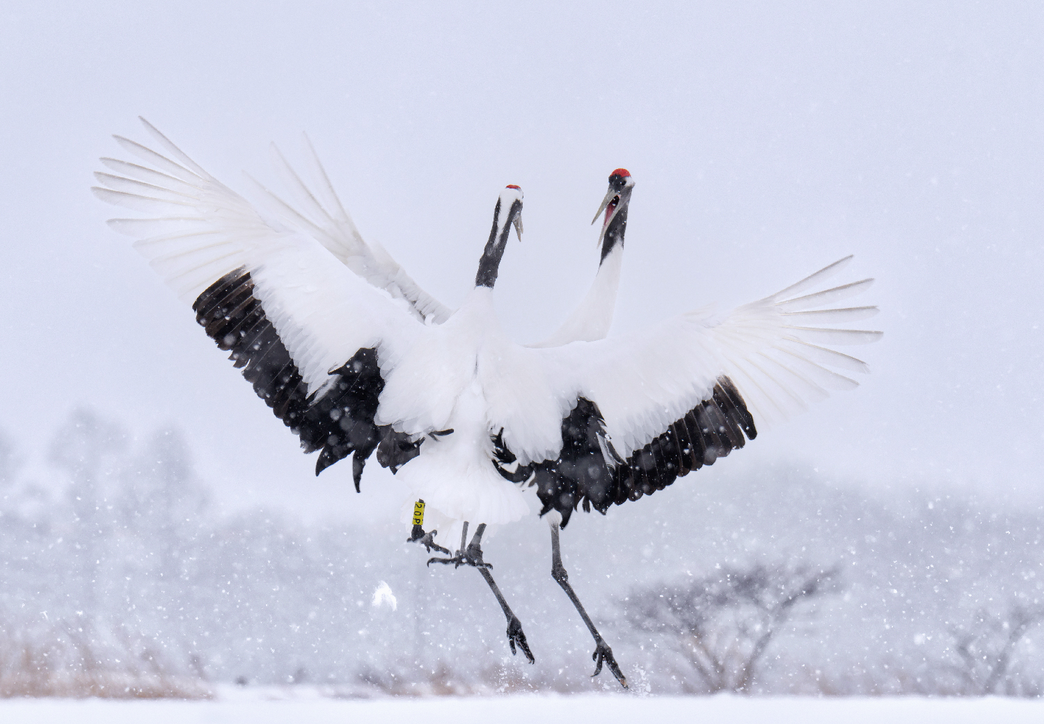 Japanese Red-Crowned Cranes Display