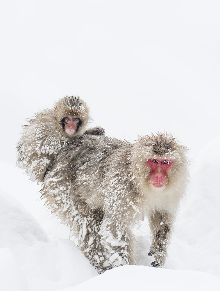 Infant Snow monkey Riding Adult After Blizzard