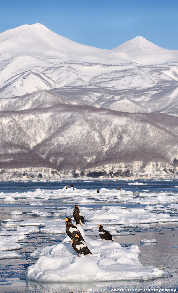 Stellers Sea Eagle on Sea Ice and Shiretoko Mountain Range