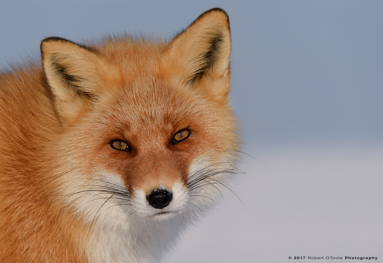 Hokkaido Red Fox Beach Portrait 