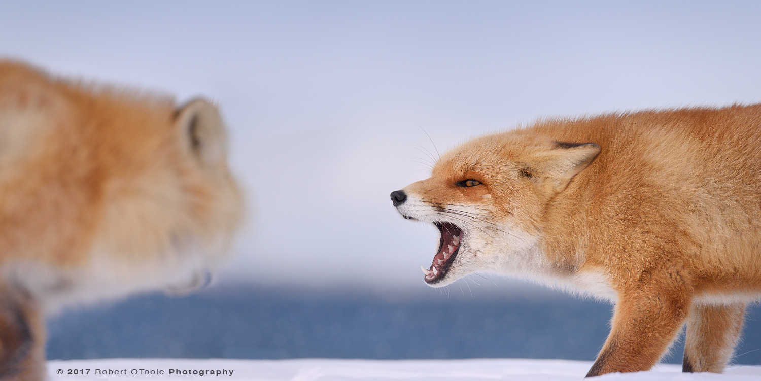 Hokkaido Fox Confrontation on the Beach