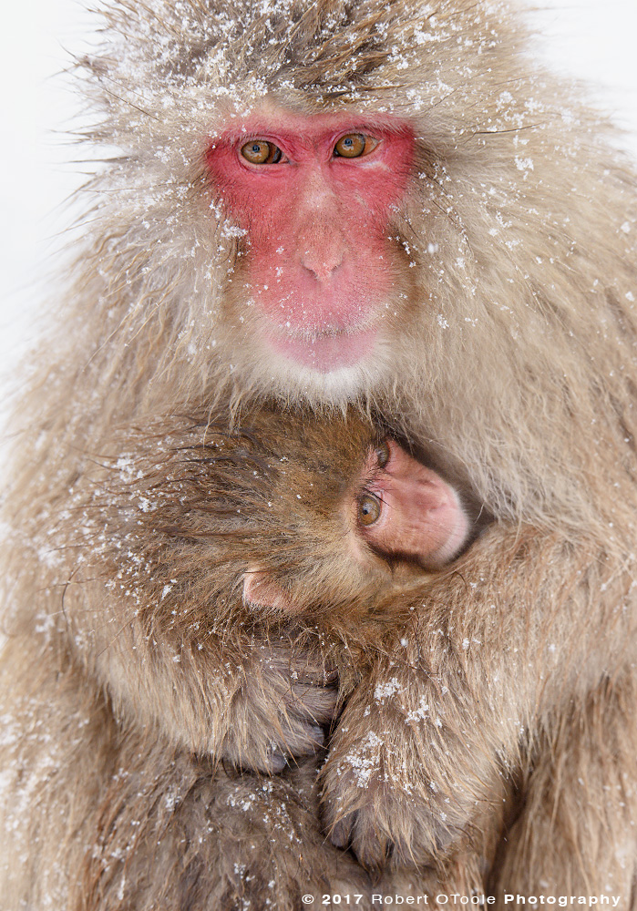Snow Monkey Embrace to Keep Warm After Blizzard   