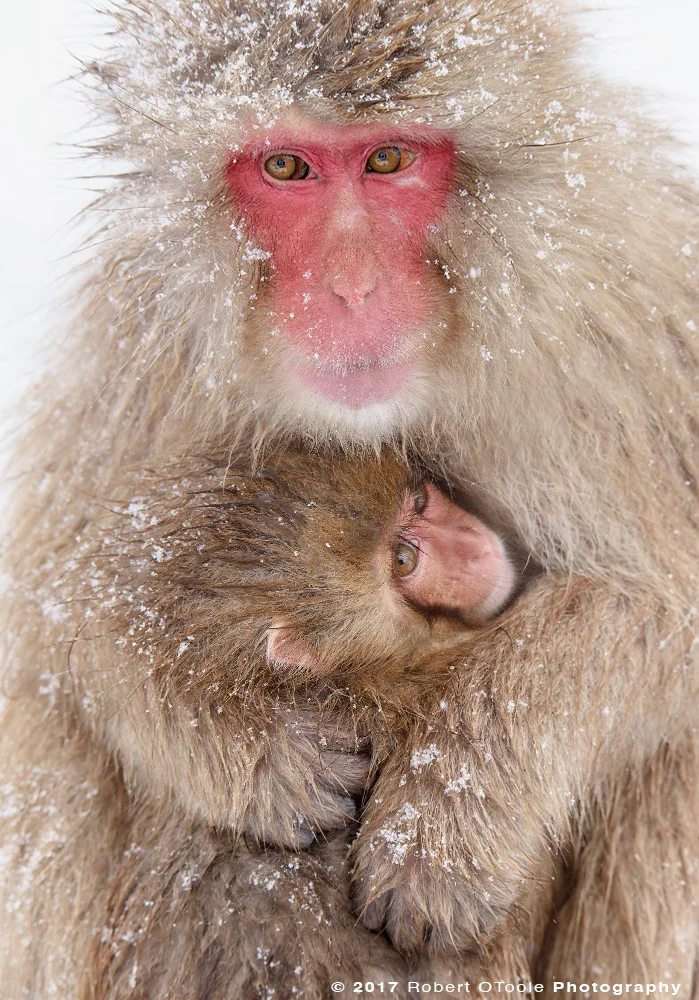 Snow Monkey Embrace to Keep Warm After Blizzard