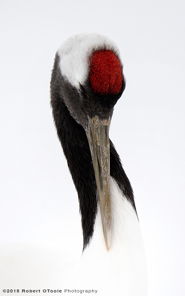 Sleeping Red-Crowned Crane 