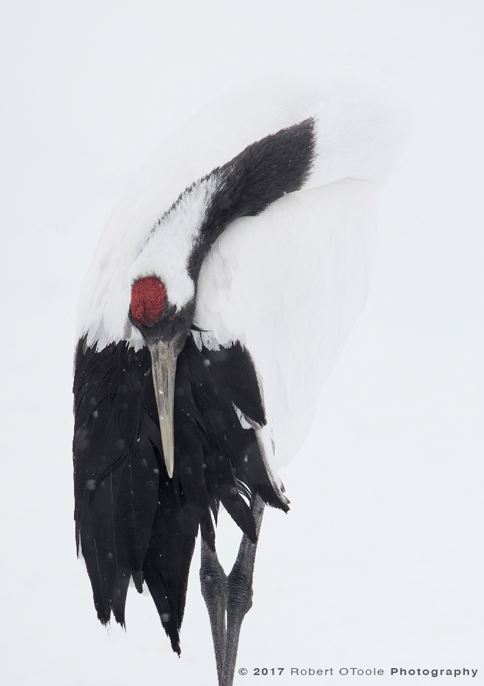 Japanese Red-Crowned Crane Resting in Snow Flurry