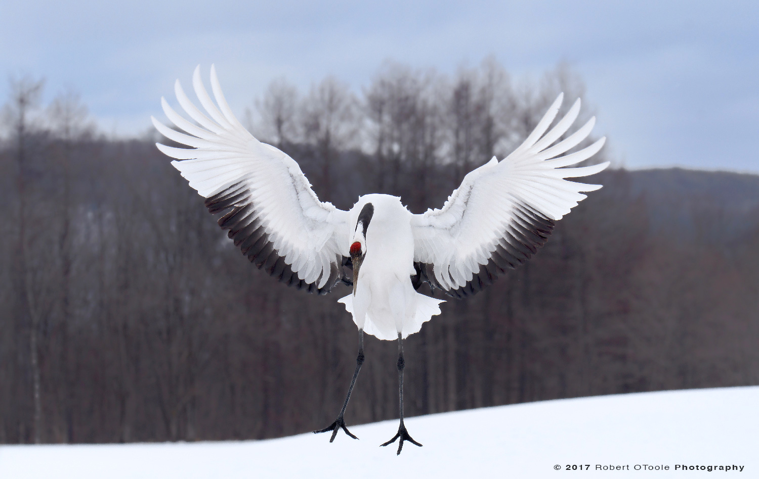 Japanese Red-Crowned Crane About to Touch Down