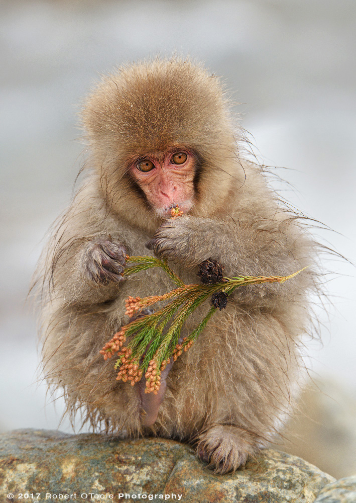 Young Snow Monkey Snacking on Spruce Buds