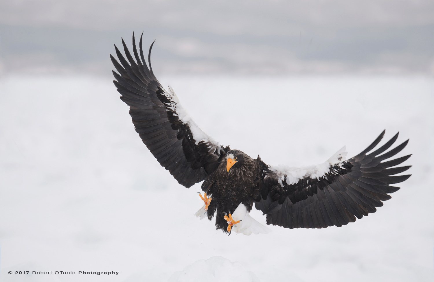 Stellers Sea Eagle Flared Landing on Pack Ice