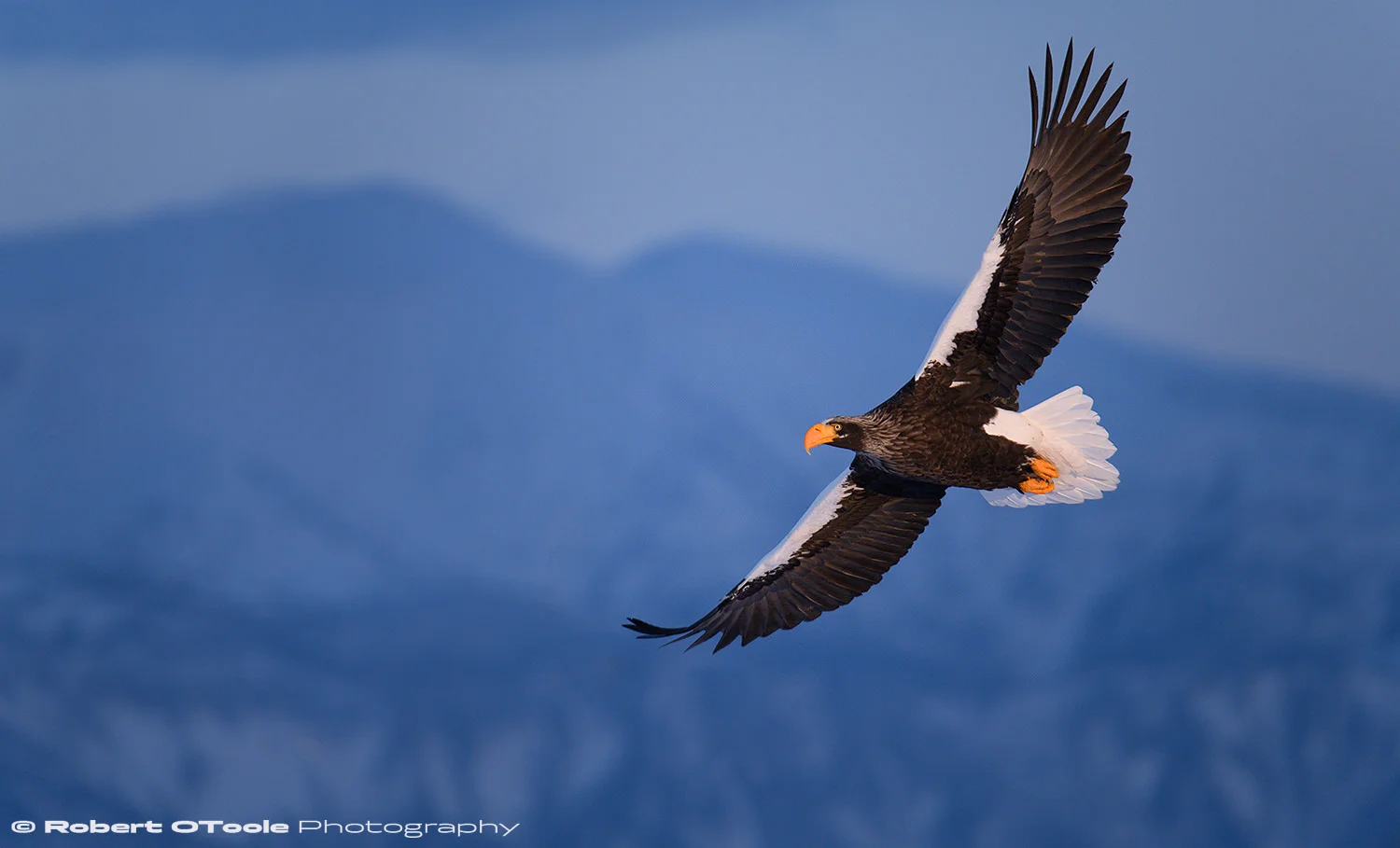 Steller's-sea-eagle-banking-and-blue-storm-clouds-Rausu-Japan-2018-Robert-OToole-Photography.jpg