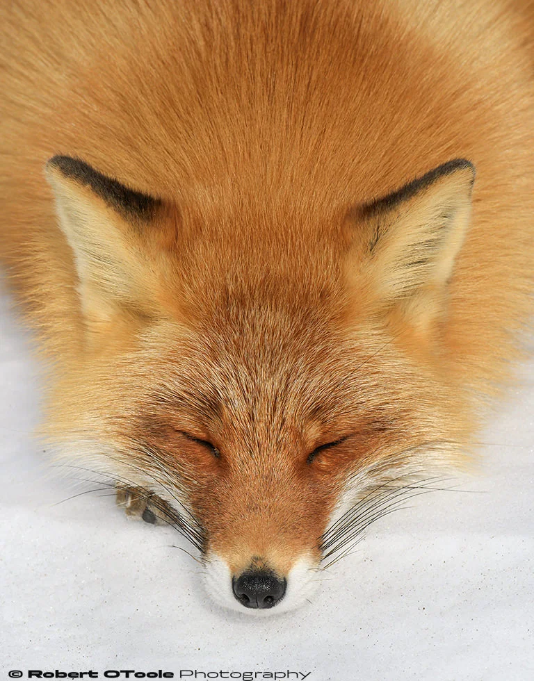 Fox-sleeping-Shinbetsu-Japan-2018-Robert-OToole-Photography.jpg