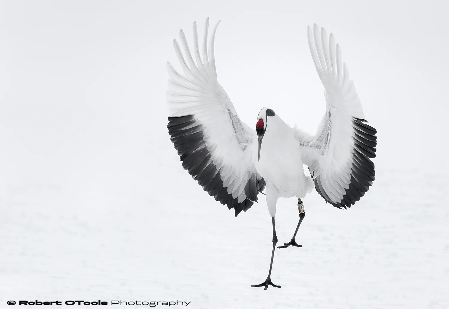 Japanese-red-crowned-crane-flared-full-disk-landing-Tsurui-Kushiro-Japan-2018-Robert-OToole-Photography-A.jpg