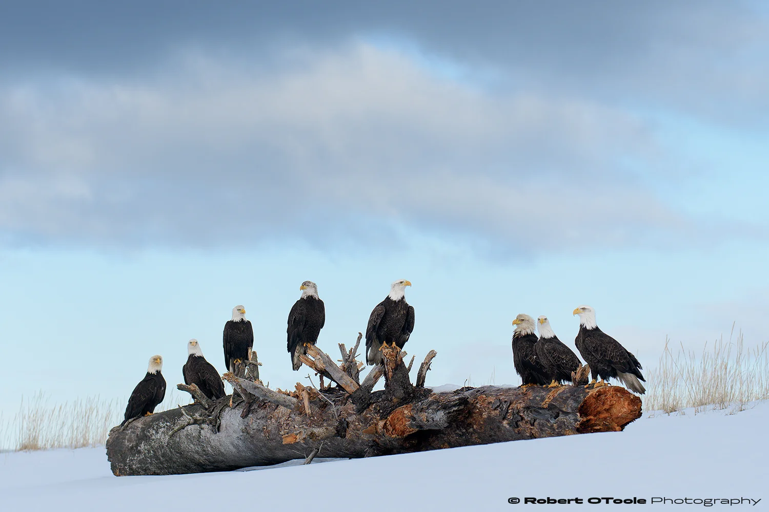 Eagles under cloudy skies. Nikon D500 with Sigma 120-300 f/2.8 lens at 135mm 1/1250th sec at f/5.6 ISO 400 handheld.